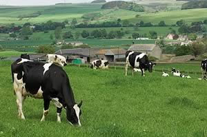 dairy cows